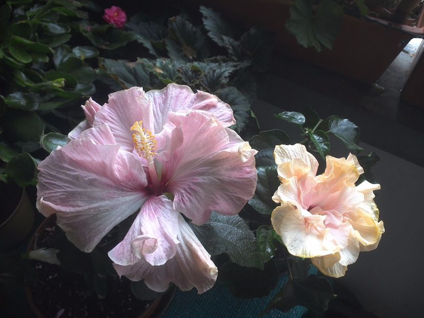 WIN_20170803_100606 - 03Hibiscus