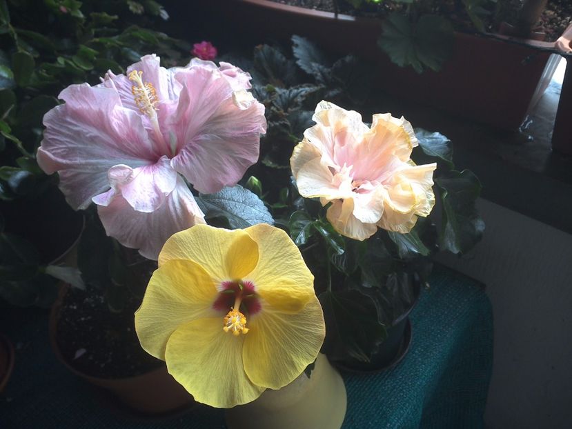 WIN_20170803_100617 - 03Hibiscus