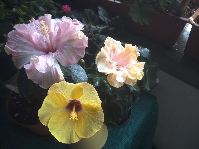 WIN_20170803_100622 - 03Hibiscus