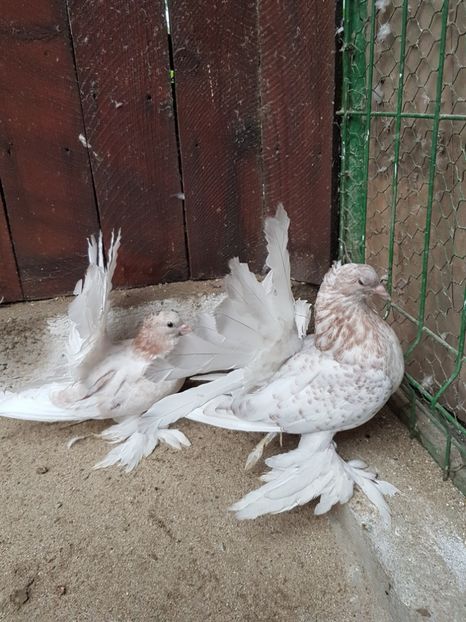 2017 - 6 ___PUI 2017 DIN RASELE PE CARE  LE DETIN