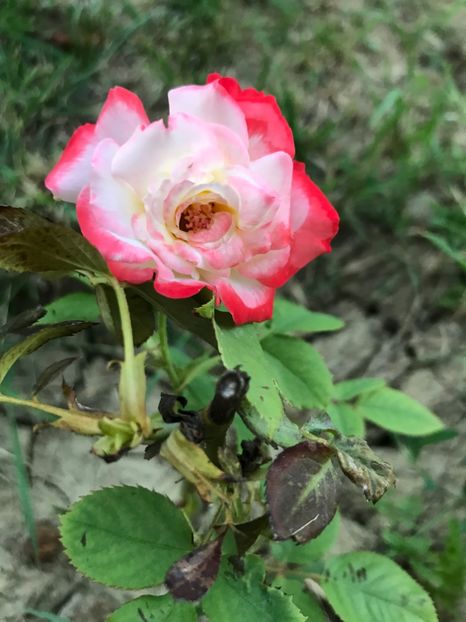 Printesa Farah - pus in toamna 2016 - Trandafiri 2017