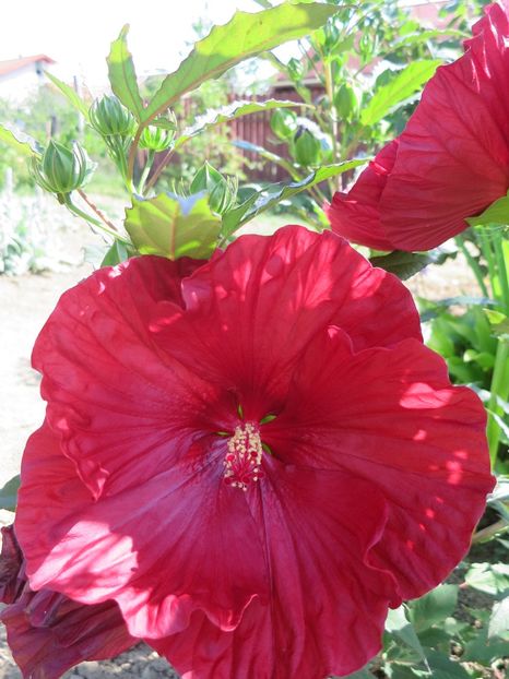  - Hibiscus Summerific Cranberry Crush 2017