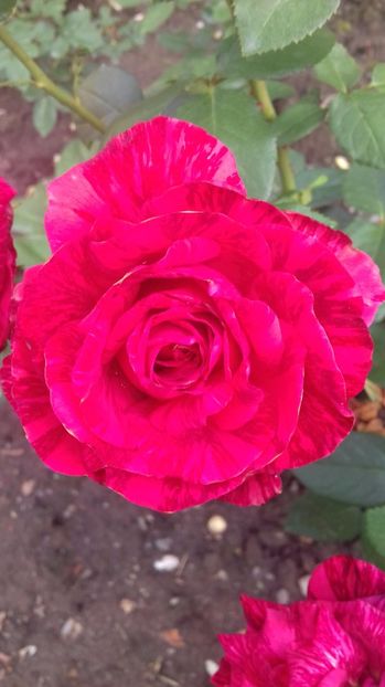  - Trandafiri-1 anul 2017