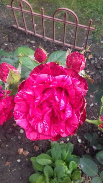  - Trandafiri-1 anul 2017