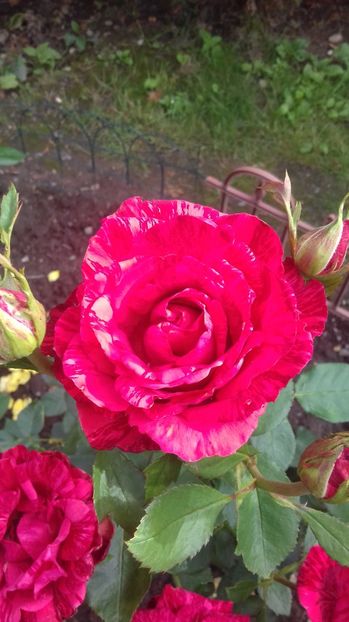  - Trandafiri-1 anul 2017