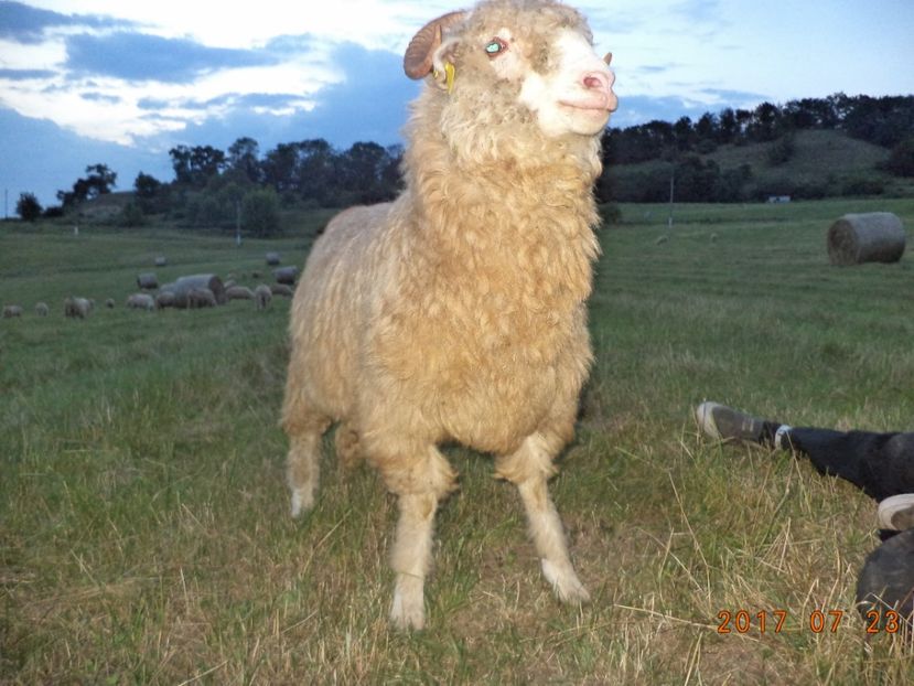  - Turcana-Alba 2017-2018