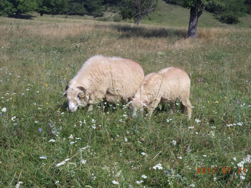  - Turcana-Alba 2017-2018