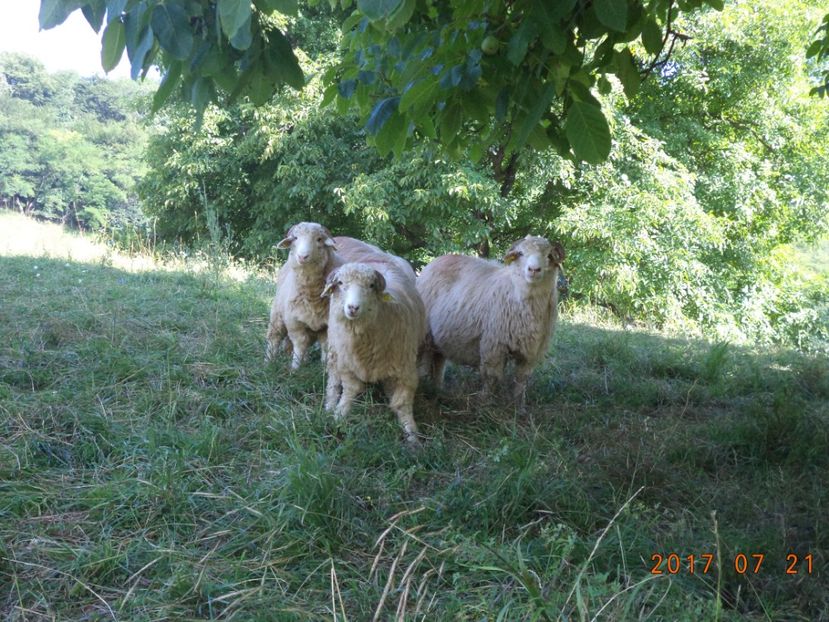  - Turcana-Alba 2017-2018