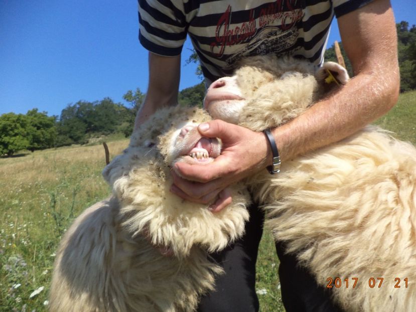  - Turcana-Alba 2017-2018