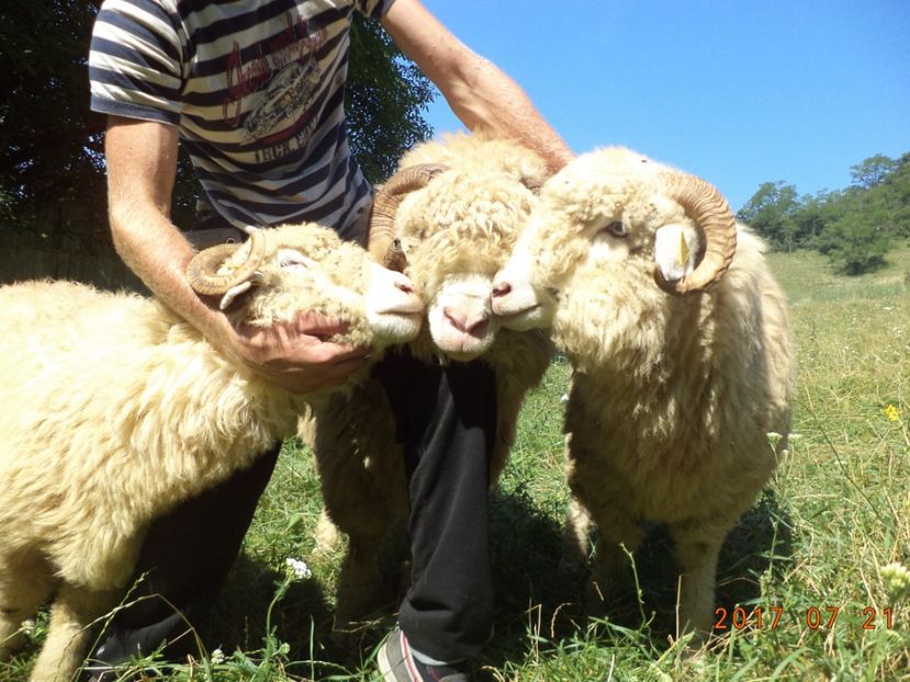  - Turcana-Alba 2017-2018