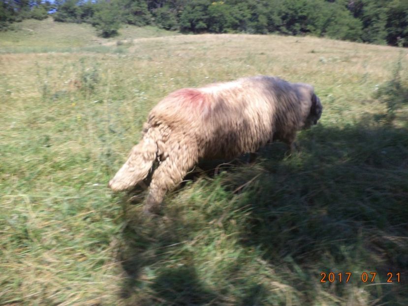  - Turcana-Alba 2017-2018