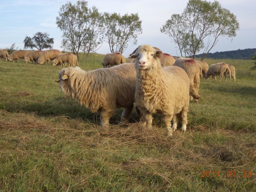  - Turcana-Alba 2017-2018