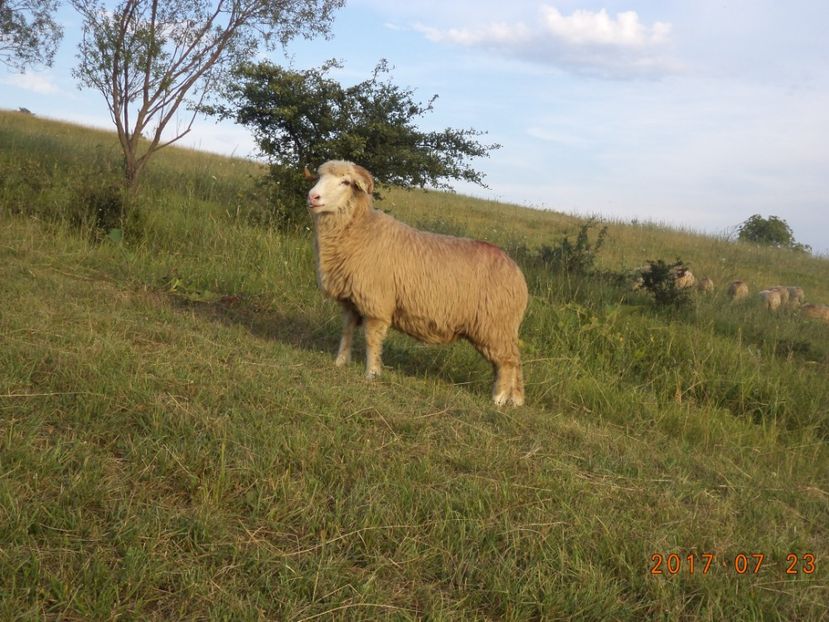  - Turcana-Alba 2017-2018