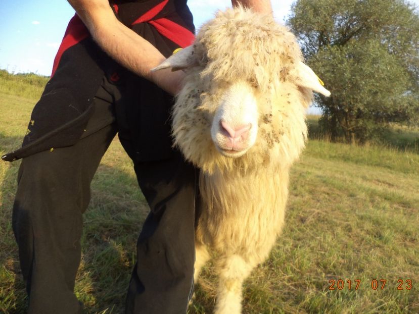  - Turcana-Alba 2017-2018