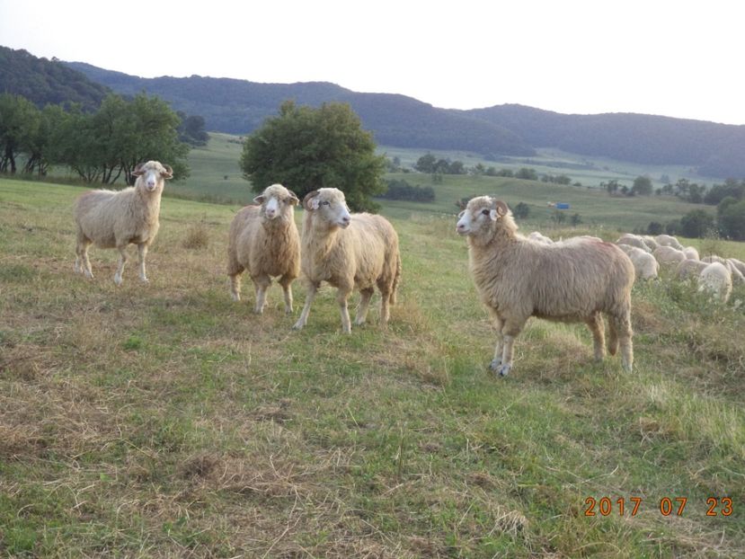  - Turcana-Alba 2017-2018