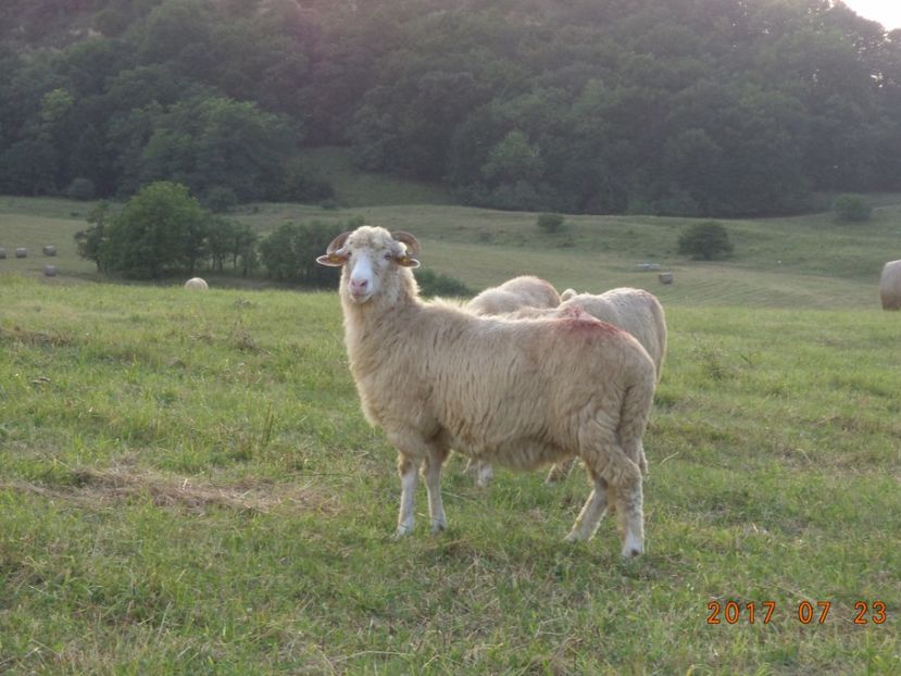  - Turcana-Alba 2017-2018