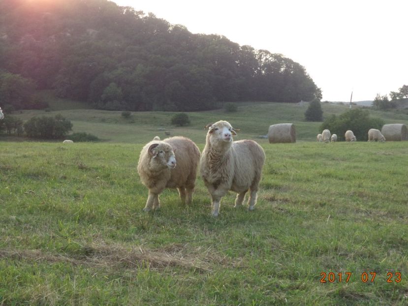  - Turcana-Alba 2017-2018