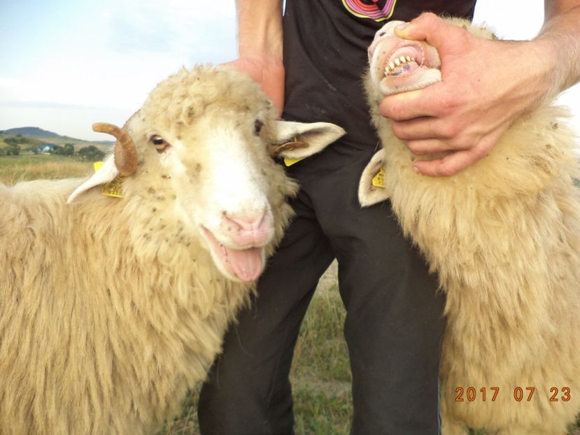  - Turcana-Alba 2017-2018