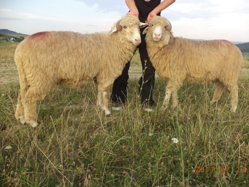  - Turcana-Alba 2017-2018