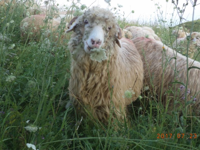  - Turcana-Alba 2017-2018