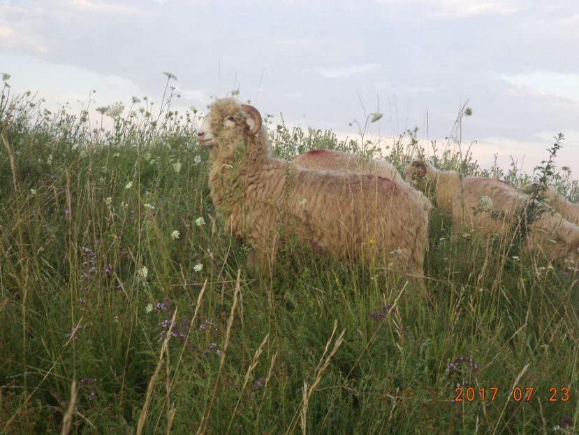  - Turcana-Alba 2017-2018