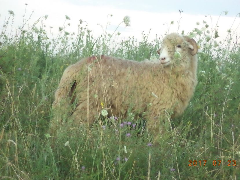  - Turcana-Alba 2017-2018