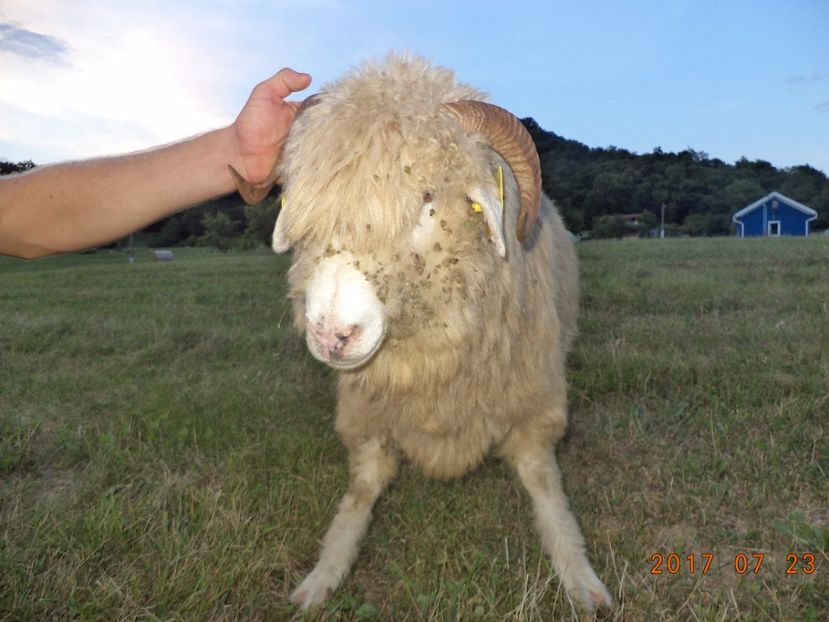  - Turcana-Alba 2017-2018