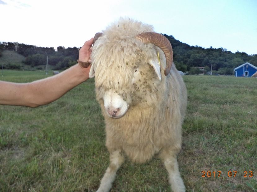  - Turcana-Alba 2017-2018