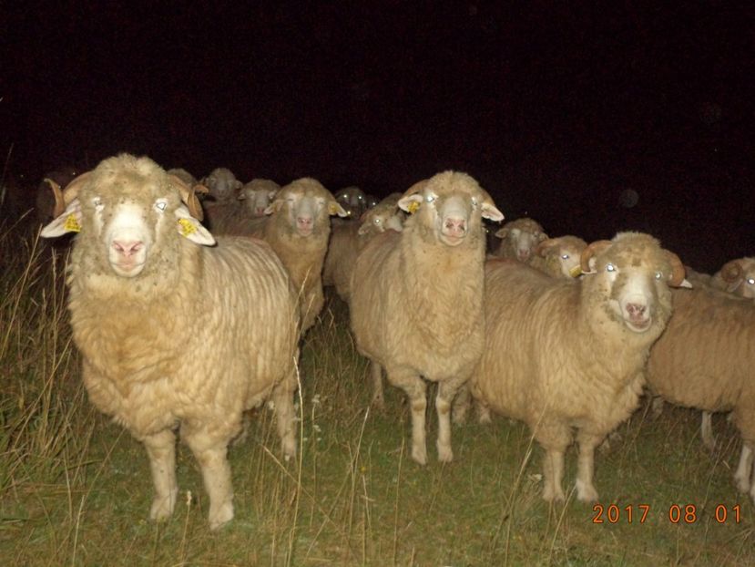  - Turcana-Alba 2017-2018