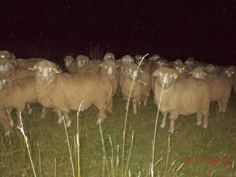  - Turcana-Alba 2017-2018