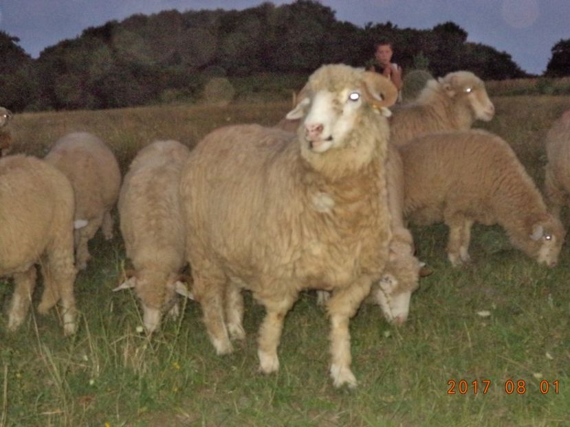  - Turcana-Alba 2017-2018