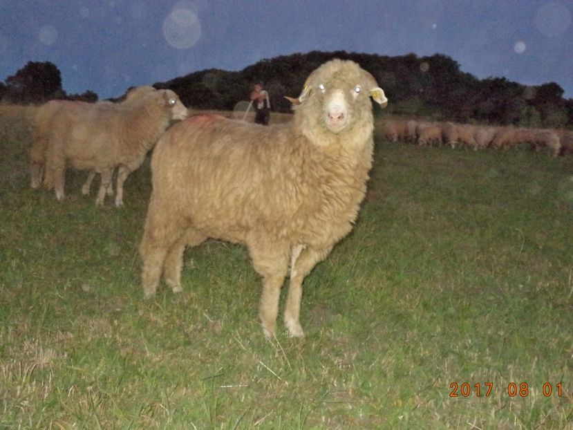  - Turcana-Alba 2017-2018