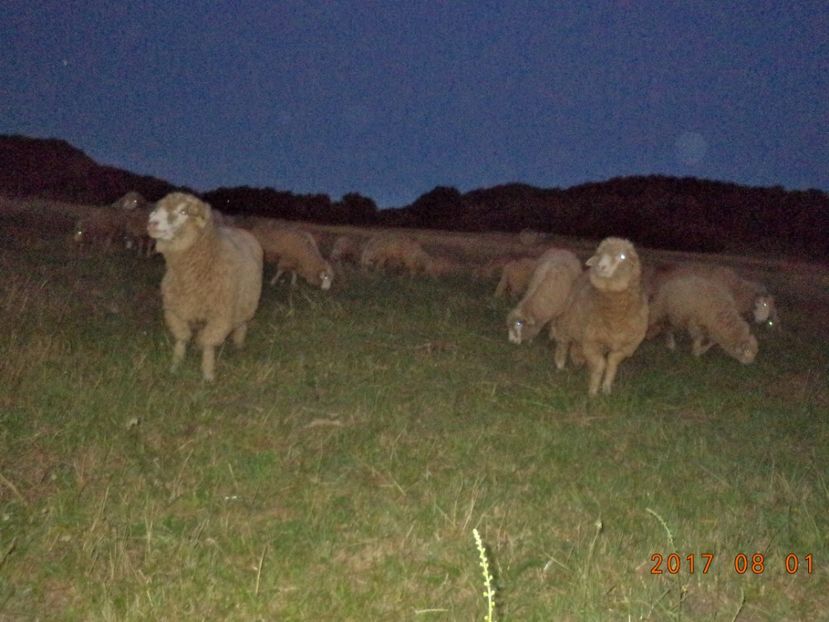  - Turcana-Alba 2017-2018