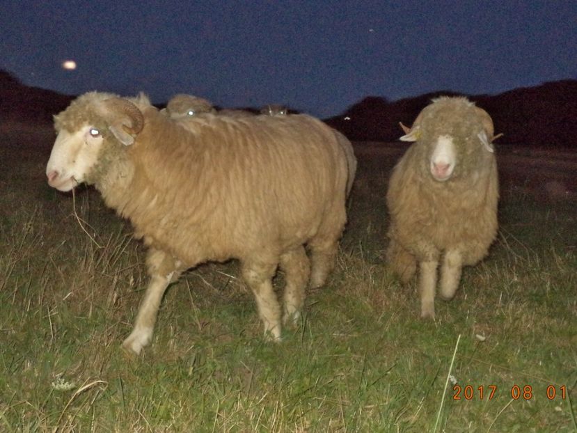  - Turcana-Alba 2017-2018