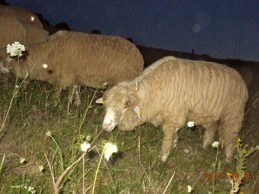  - Turcana-Alba 2017-2018