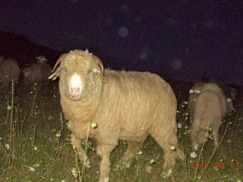  - Turcana-Alba 2017-2018