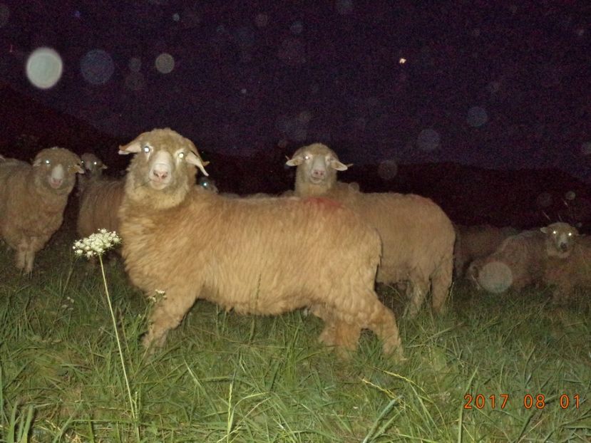  - Turcana-Alba 2017-2018