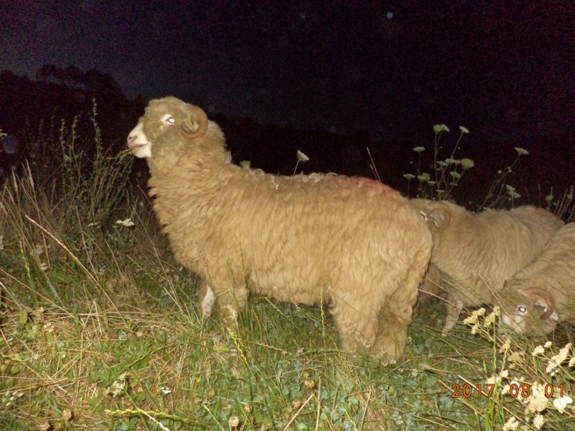  - Turcana-Alba 2017-2018