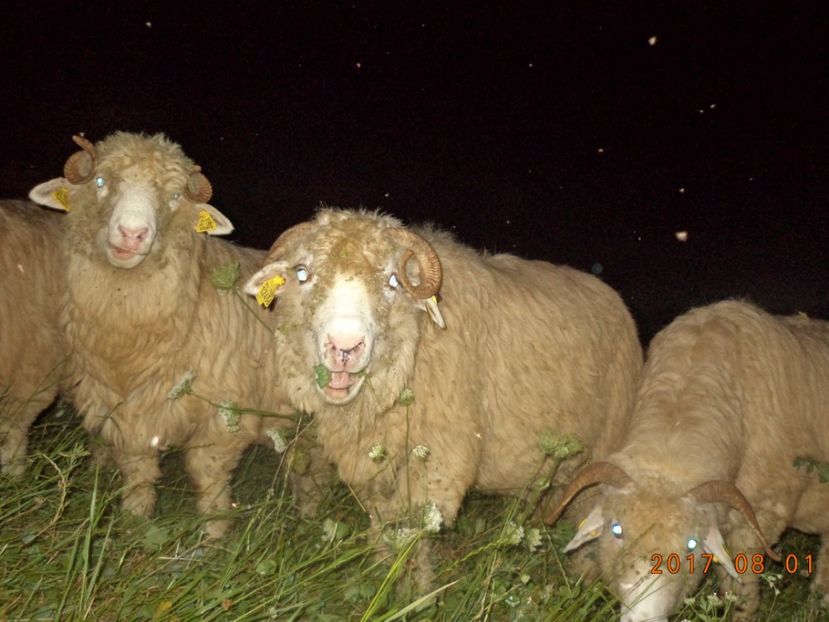  - Turcana-Alba 2017-2018