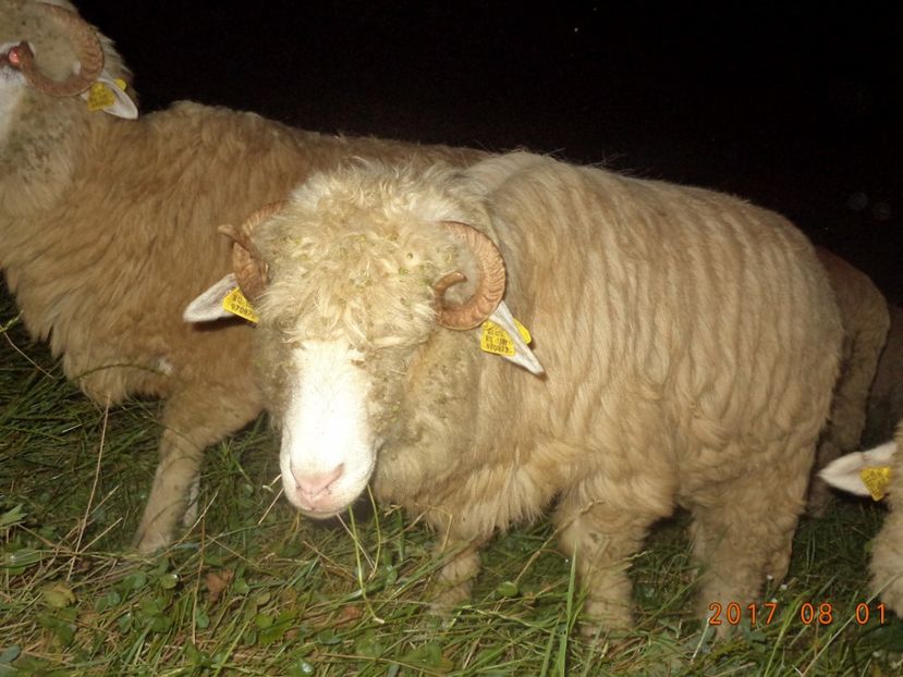  - Turcana-Alba 2017-2018