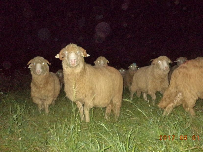  - Turcana-Alba 2017-2018