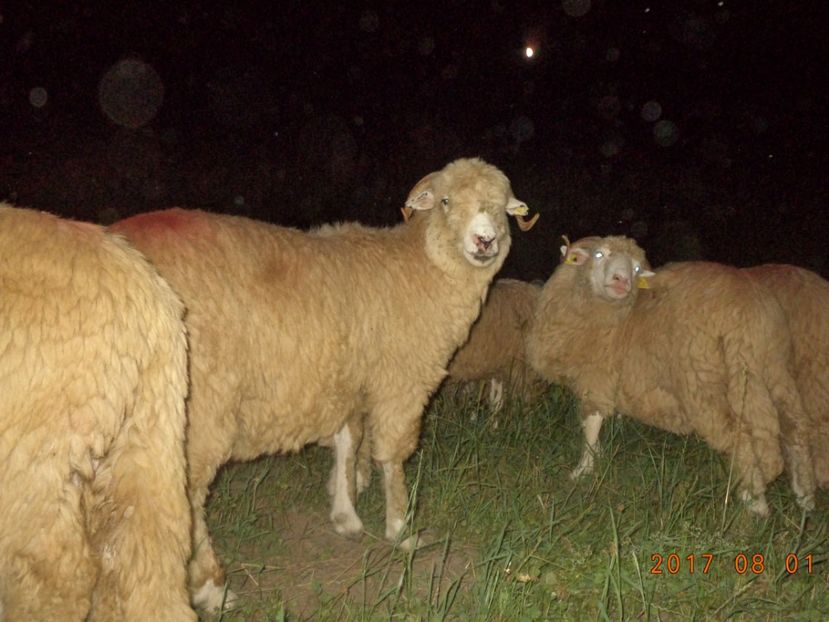  - Turcana-Alba 2017-2018