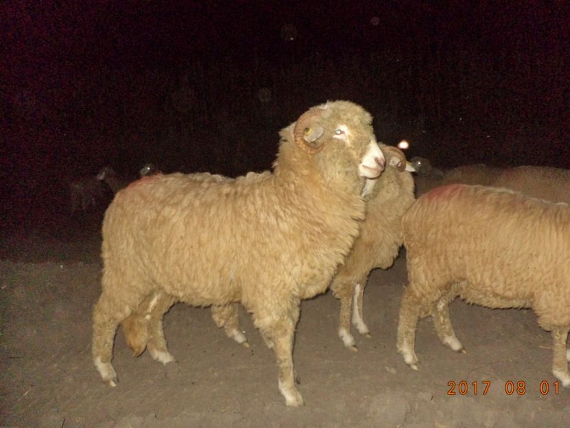  - Turcana-Alba 2017-2018