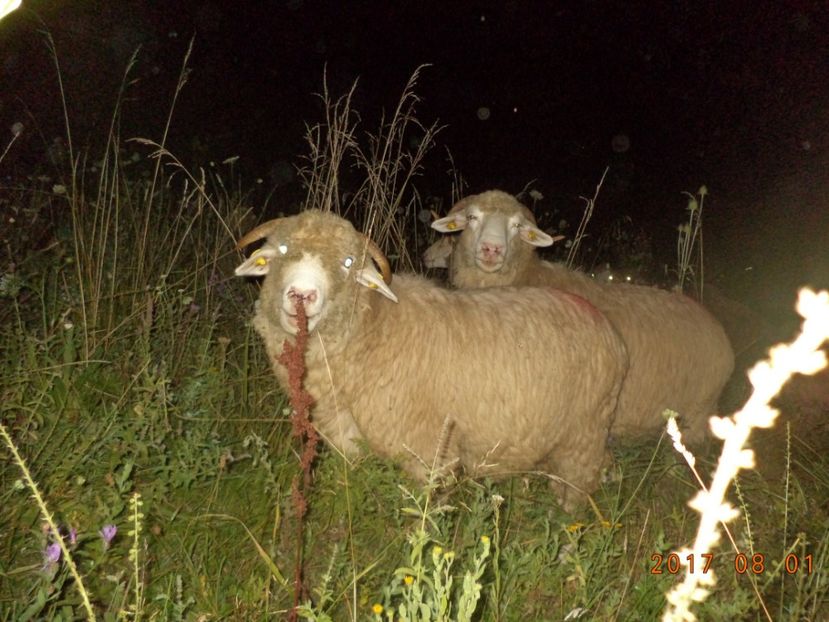  - Turcana-Alba 2017-2018