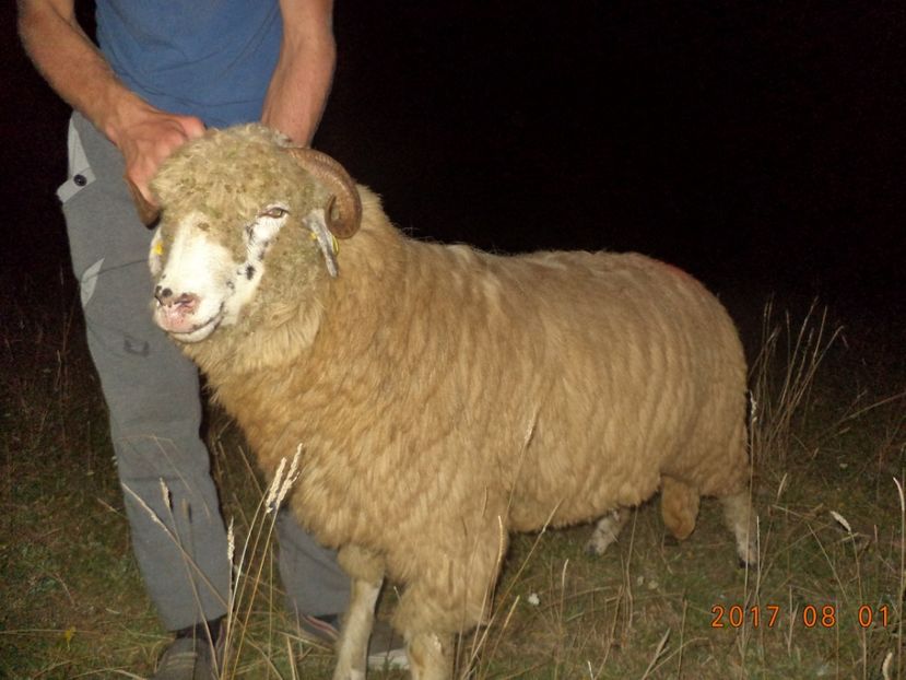  - Turcana-Alba 2017-2018