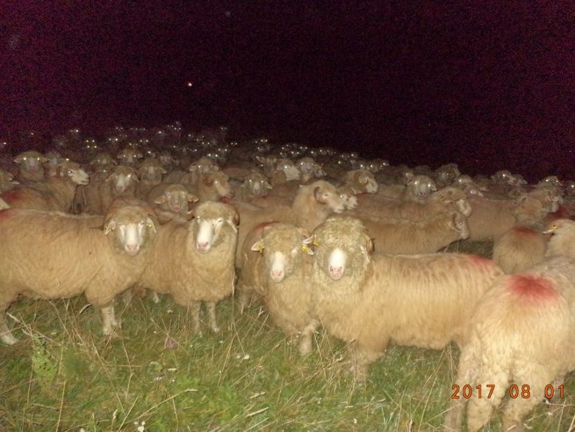  - Turcana-Alba 2017-2018