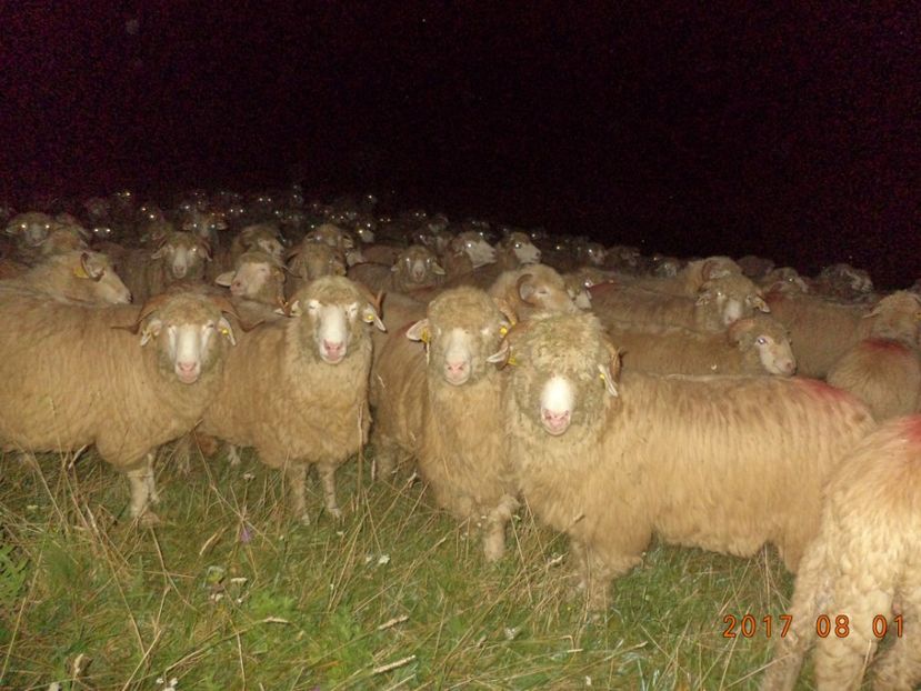  - Turcana-Alba 2017-2018