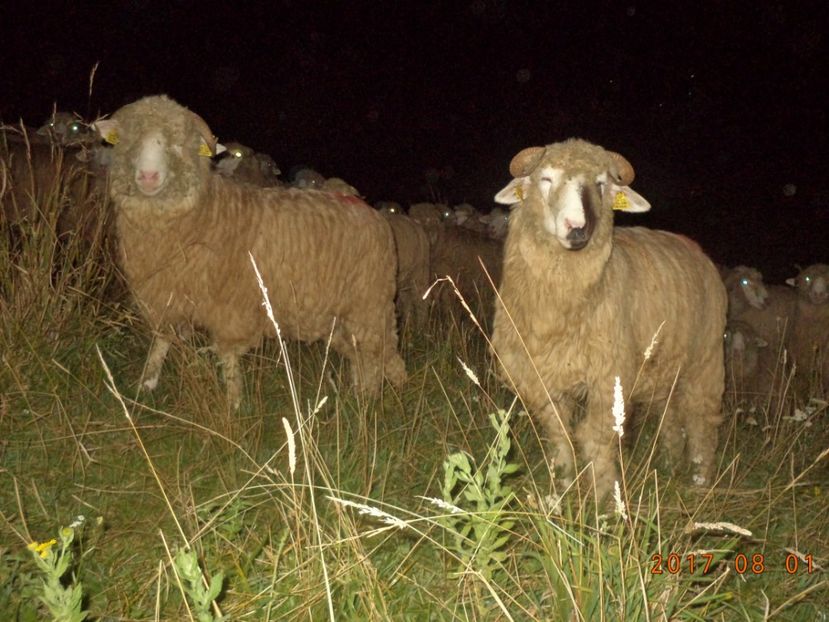  - Turcana-Alba 2017-2018