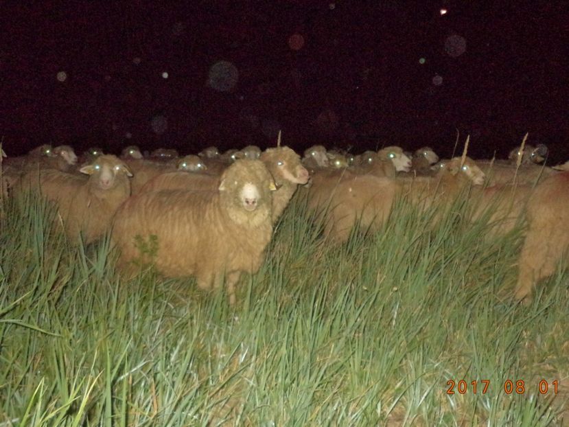  - Turcana-Alba 2017-2018