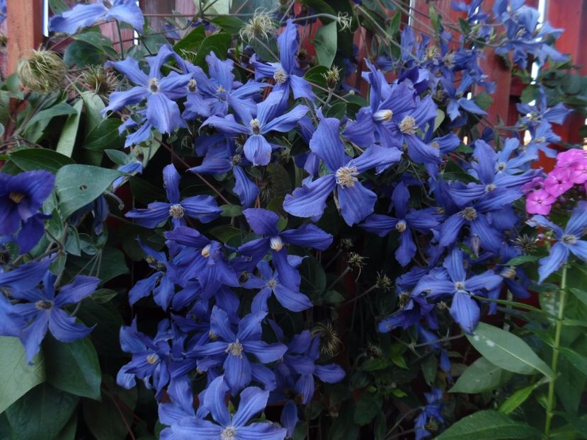  - clematite infloriri